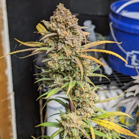 Durban Poison growlog timeline photo