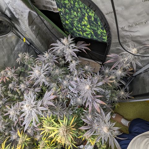 Durban Poison growlog timeline photo