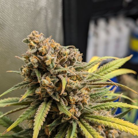 Durban Poison growlog timeline photo