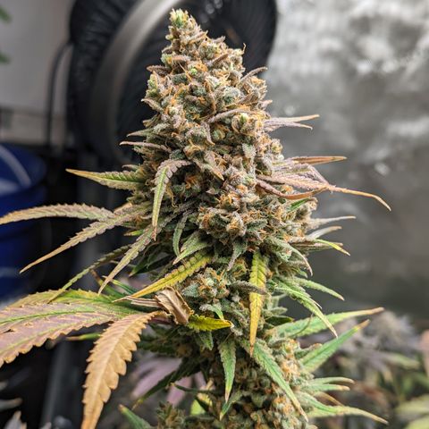 Durban Poison growlog timeline photo