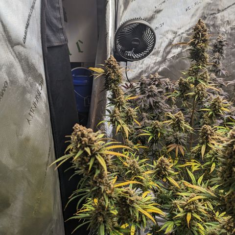Durban Poison growlog timeline photo