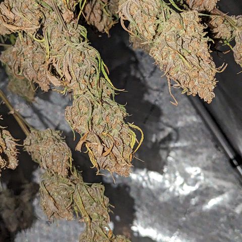 Durban Poison growlog timeline photo