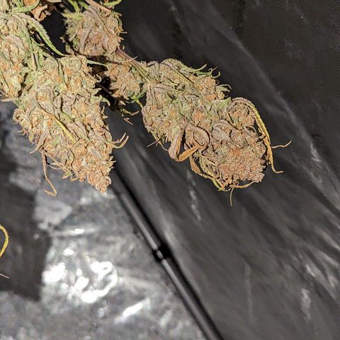 Durban Poison growlog timeline photo