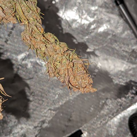 Durban Poison growlog timeline photo