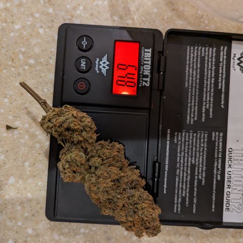 Durban Poison growlog timeline photo