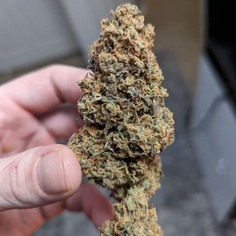 Durban Poison growlog timeline photo