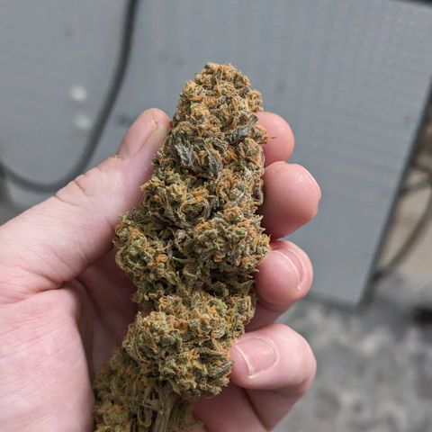 Durban Poison growlog timeline photo