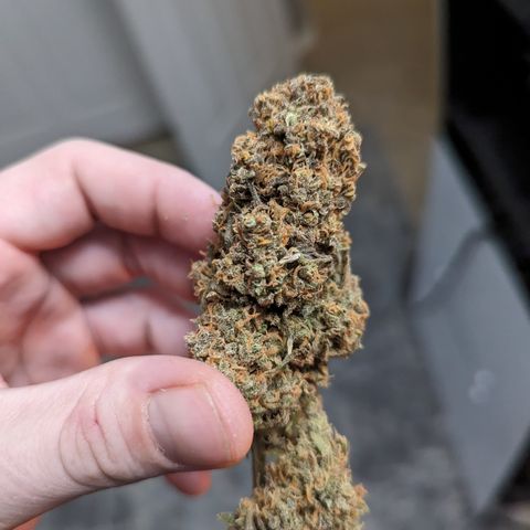 Durban Poison growlog timeline photo