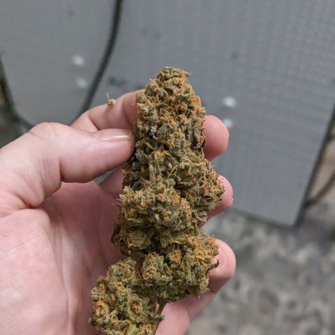 Durban Poison growlog timeline photo