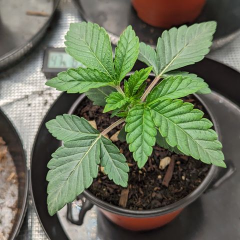 Permanent Marker x Gary Satan growlog timeline photo