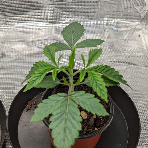 Permanent Marker x Gary Satan growlog timeline photo