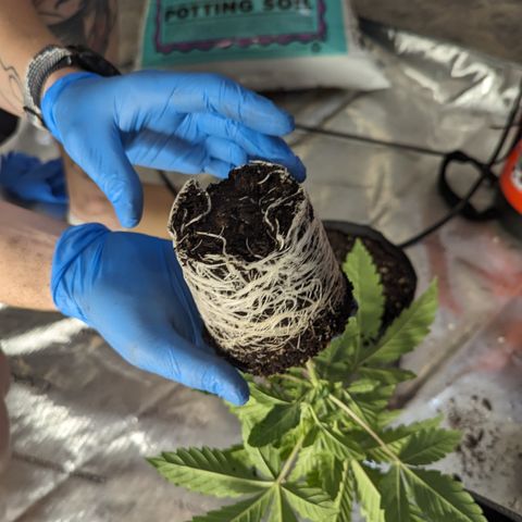 Permanent Marker x Gary Satan growlog timeline photo