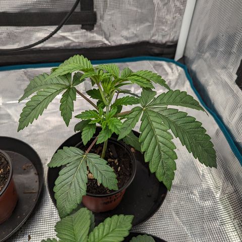 Permanent Marker x Gary Satan growlog timeline photo