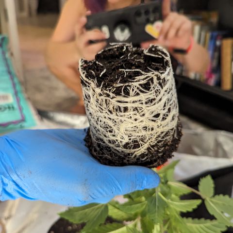 Permanent Marker x Gary Satan growlog timeline photo
