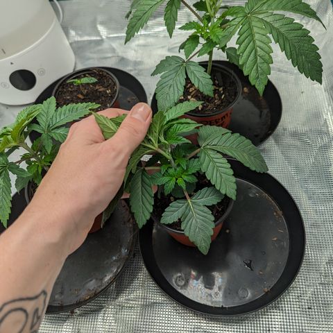 Permanent Marker x Gary Satan growlog timeline photo