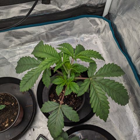 Permanent Marker x Gary Satan growlog timeline photo