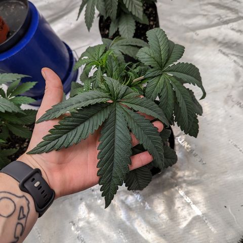 Permanent Marker x Gary Satan growlog timeline photo