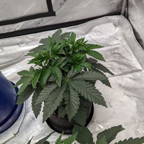 Permanent Marker x Gary Satan growlog timeline photo