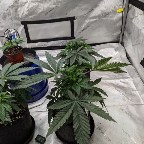Permanent Marker x Gary Satan growlog timeline photo