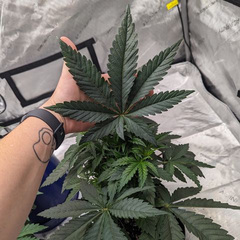 Permanent Marker x Gary Satan growlog timeline photo