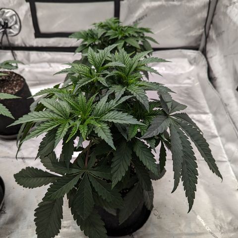 Permanent Marker x Gary Satan growlog timeline photo