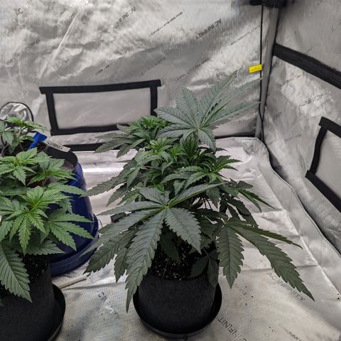 Permanent Marker x Gary Satan growlog timeline photo
