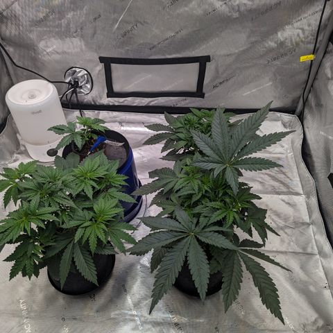Permanent Marker x Gary Satan growlog timeline photo