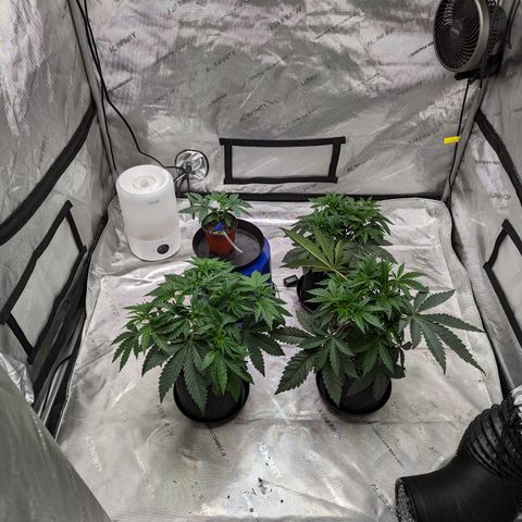 Permanent Marker x Gary Satan growlog timeline photo