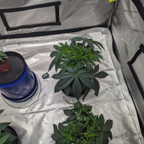 Permanent Marker x Gary Satan growlog timeline photo