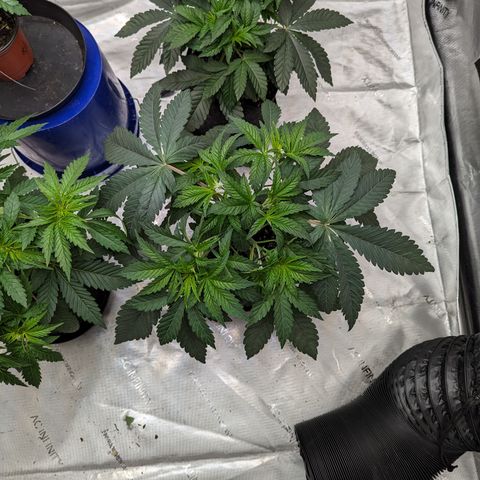 Permanent Marker x Gary Satan growlog timeline photo
