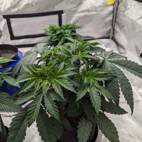 Permanent Marker x Gary Satan growlog timeline photo