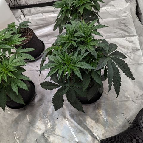 Permanent Marker x Gary Satan growlog timeline photo