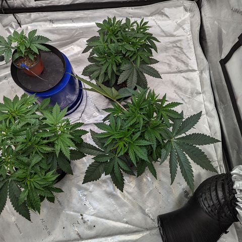 Permanent Marker x Gary Satan growlog timeline photo