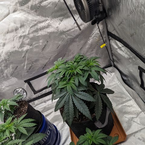 Permanent Marker x Gary Satan growlog timeline photo