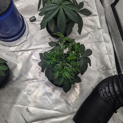 Permanent Marker x Gary Satan growlog timeline photo