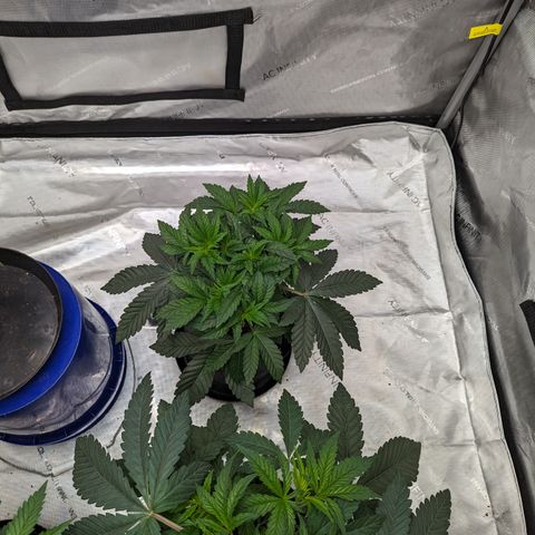 Permanent Marker x Gary Satan growlog timeline photo