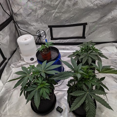 Permanent Marker x Gary Satan growlog timeline photo