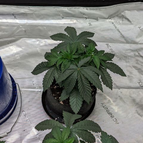 Permanent Marker x Gary Satan growlog timeline photo