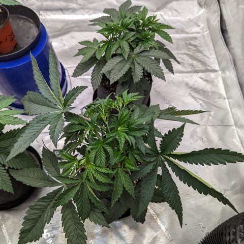 Permanent Marker x Gary Satan growlog timeline photo