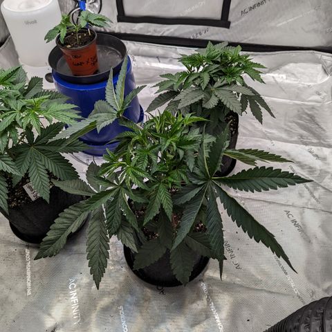 Permanent Marker x Gary Satan growlog timeline photo