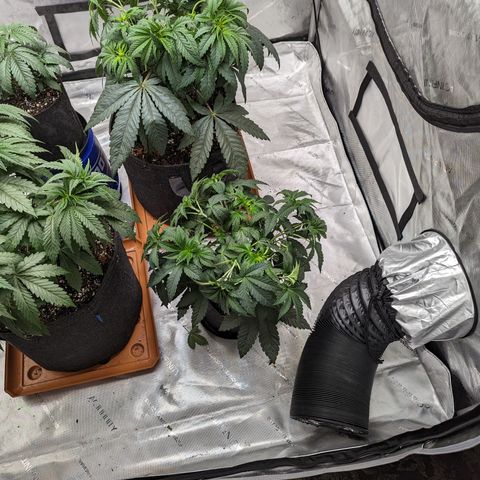 Permanent Marker x Gary Satan growlog timeline photo