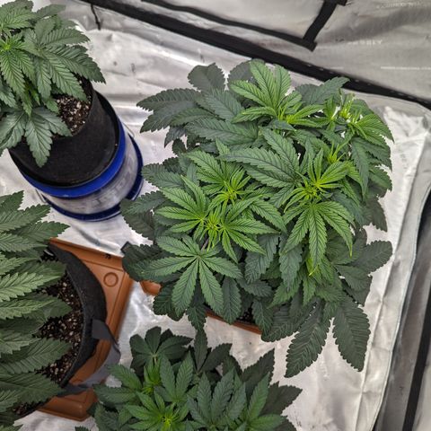 Permanent Marker x Gary Satan growlog timeline photo