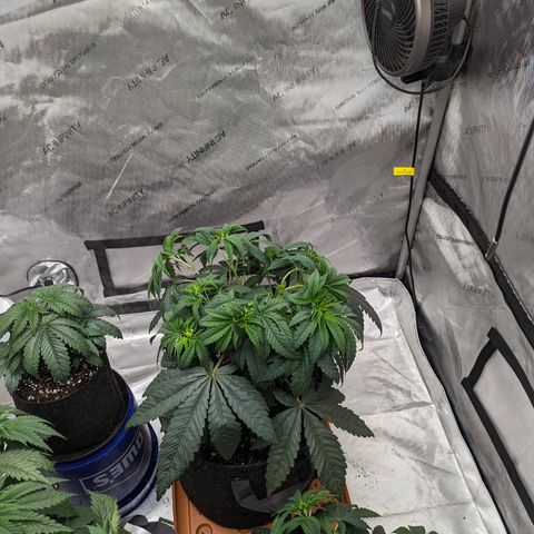Permanent Marker x Gary Satan growlog timeline photo