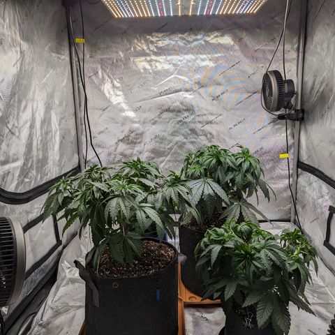 Permanent Marker x Gary Satan growlog timeline photo