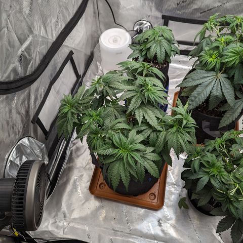 Permanent Marker x Gary Satan growlog timeline photo