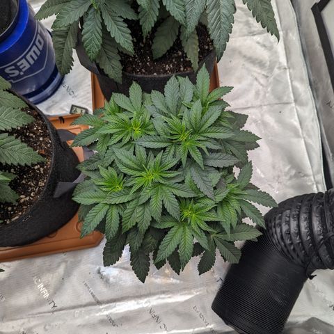 Permanent Marker x Gary Satan growlog timeline photo