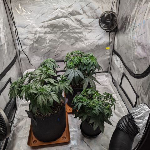 Permanent Marker x Gary Satan growlog timeline photo