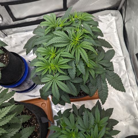 Permanent Marker x Gary Satan growlog timeline photo