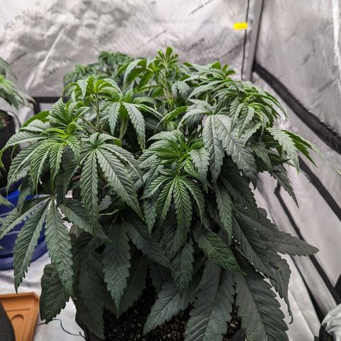 Permanent Marker x Gary Satan growlog timeline photo