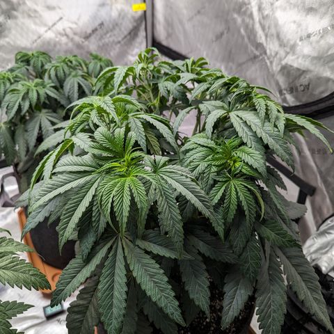 Permanent Marker x Gary Satan growlog timeline photo